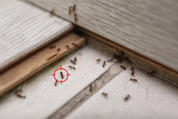 Insect Control in Wallace, FL